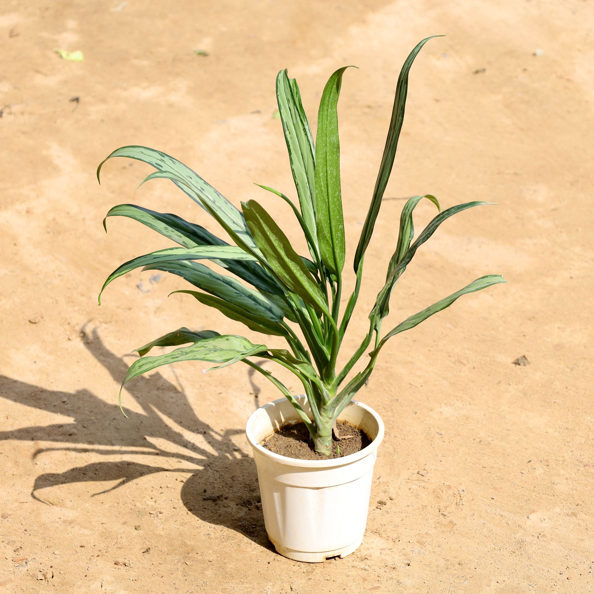 Aglaonema Green in 6 Inch Nursery Pot
