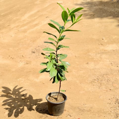 All Spice Plant in 6 Inch Nursery Pot