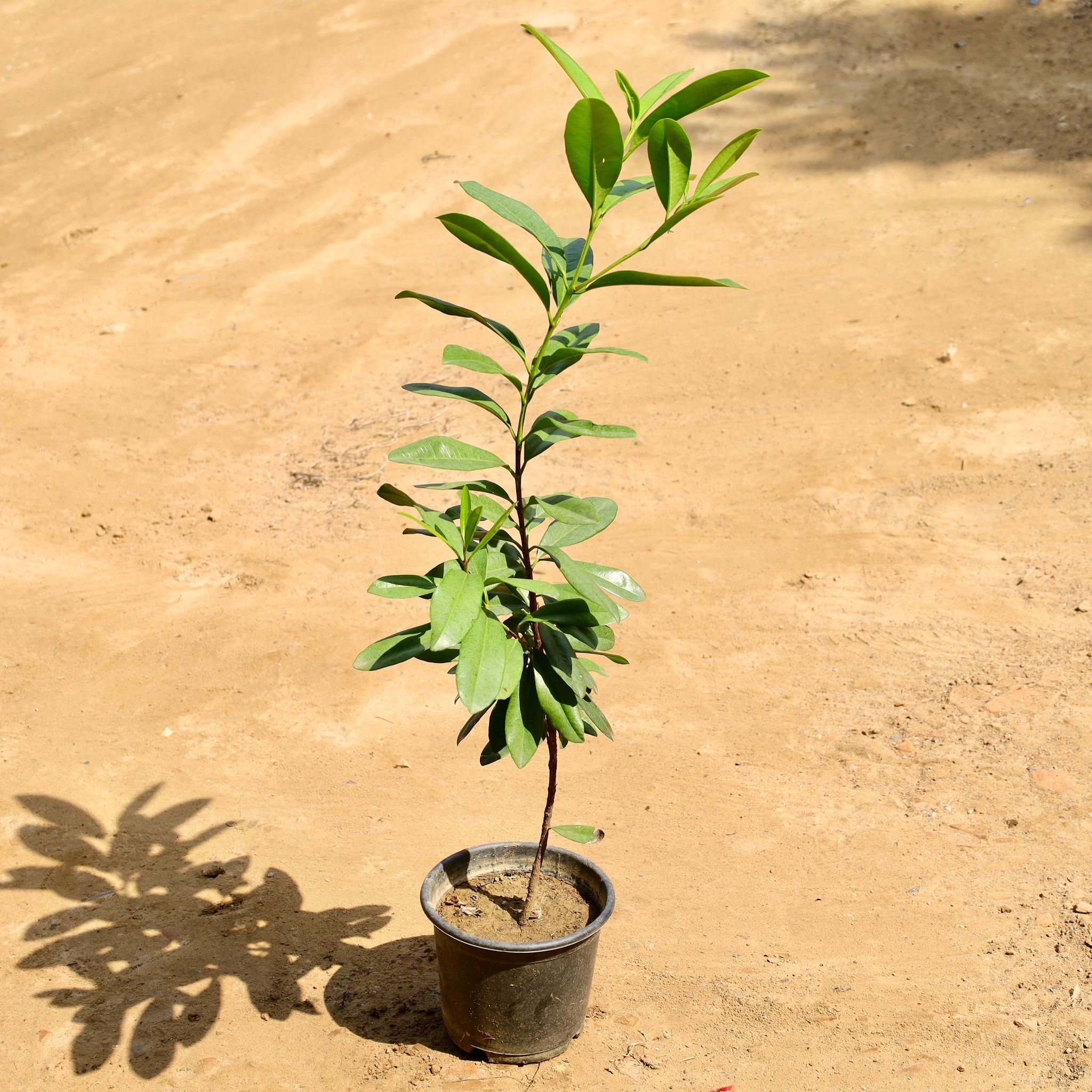 All Spice Plant in 6 Inch Nursery Pot
