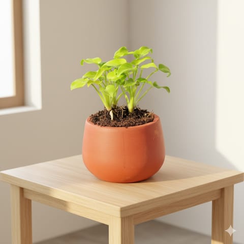 Xanadu Golden in 4 inch Bhoomi Maati Pot - Wide-Mouth Rustic Matte Beauty