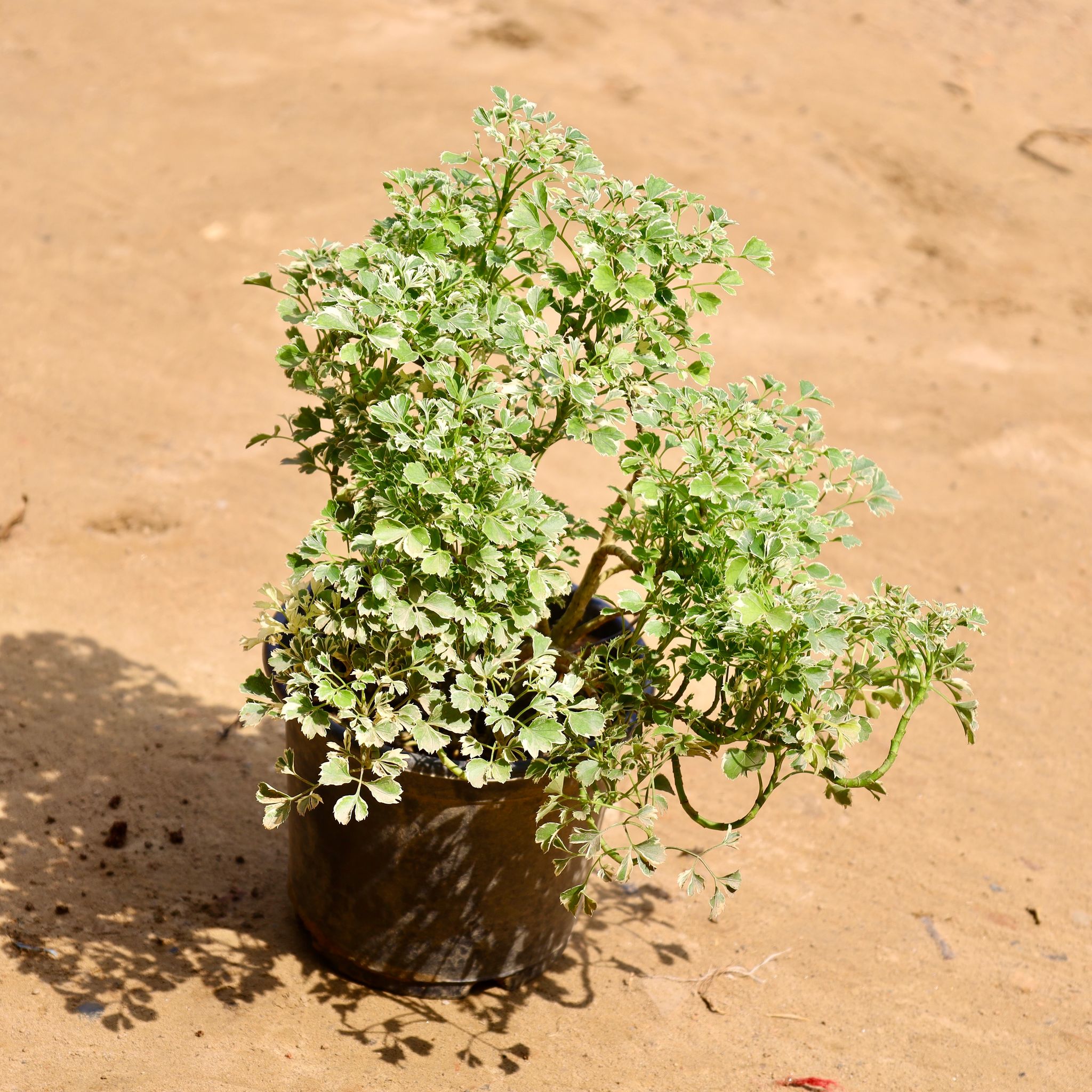 Aralia Vareigated in 4 Inch Nursery Bag