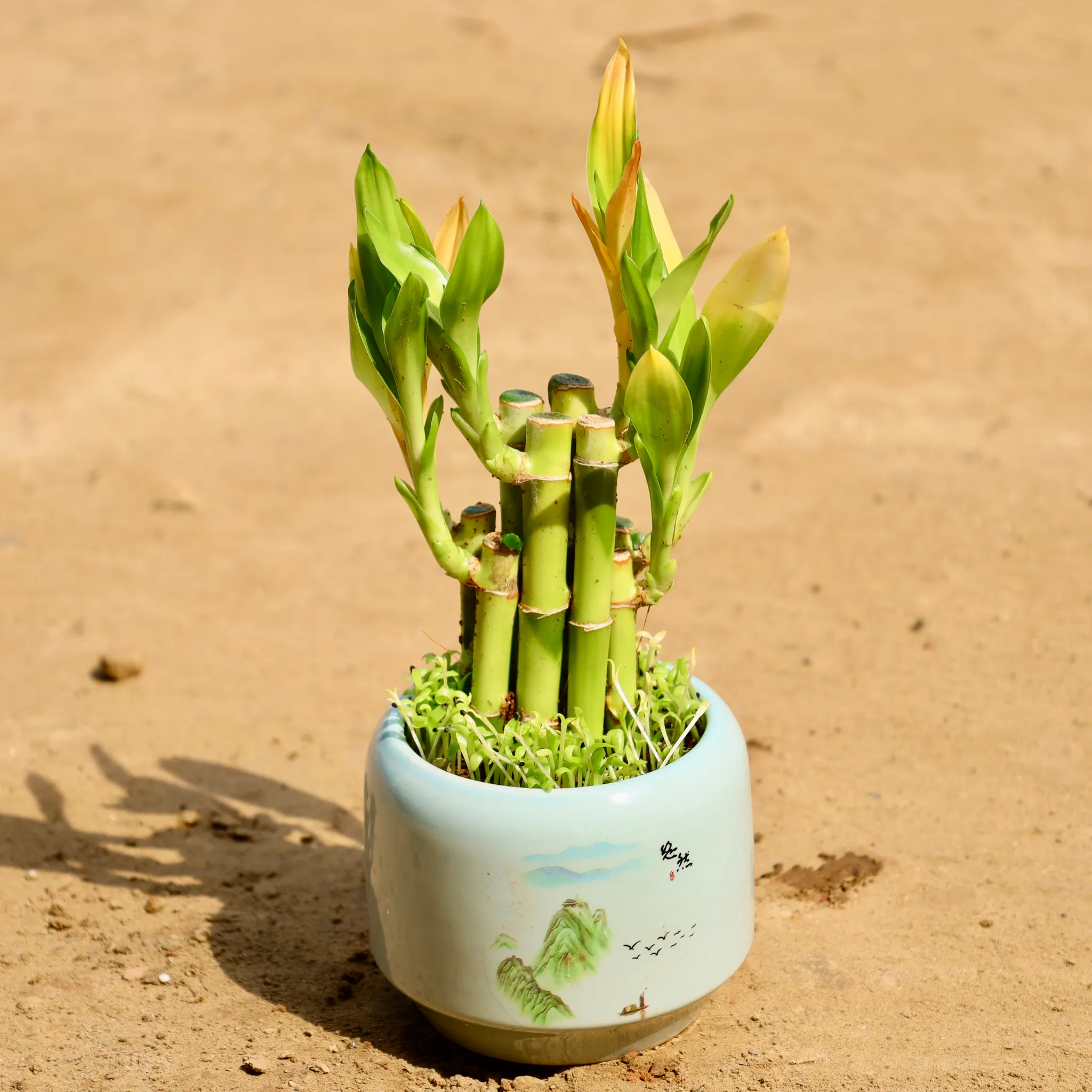 Lucky Bamboo in 4 Inch Grey Designer Glass Shape Ceramic Pot