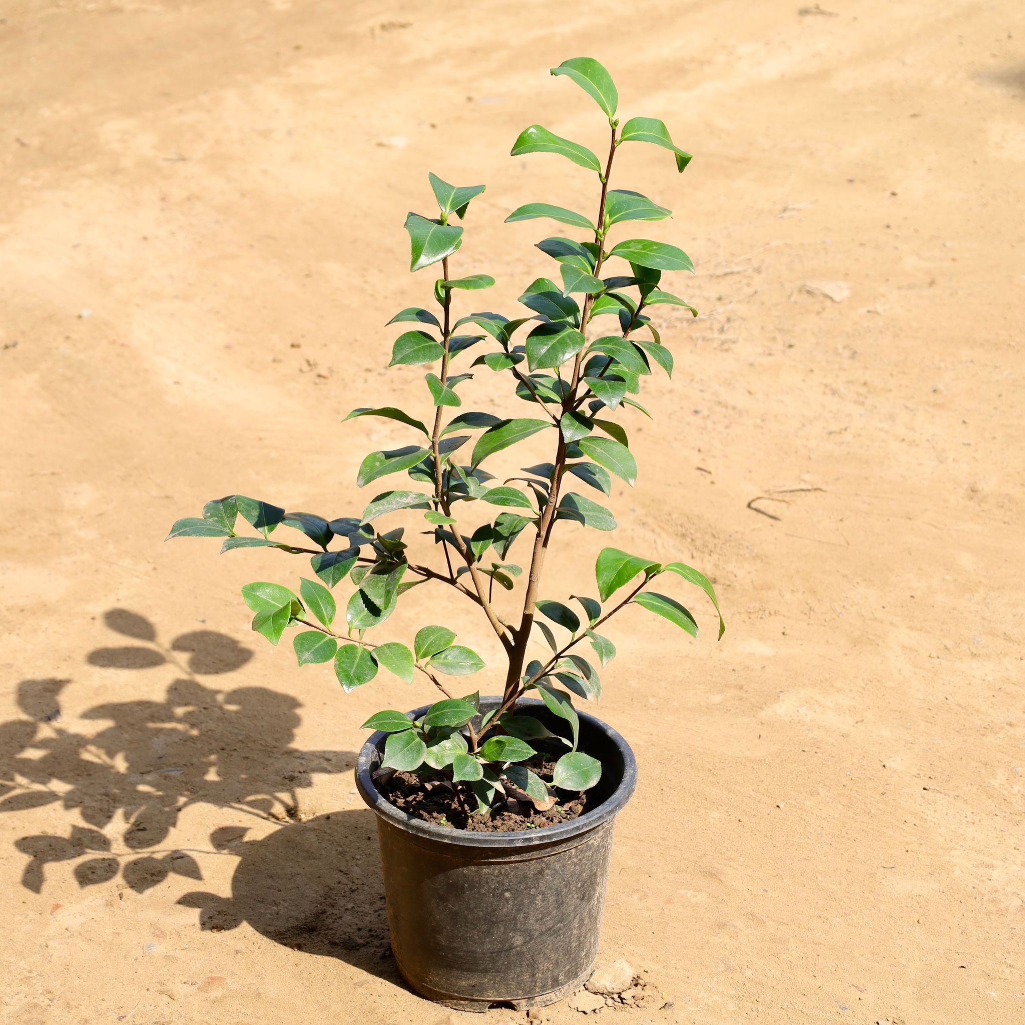 Camellia (any colour) in 7 Inch Nursery Pot