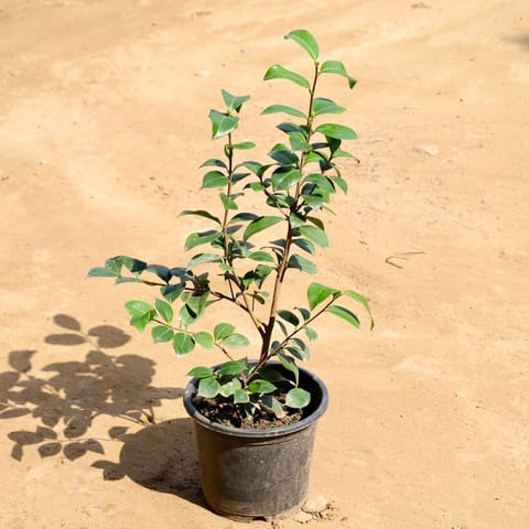 Camellia (any colour) in 7 Inch Nursery Pot