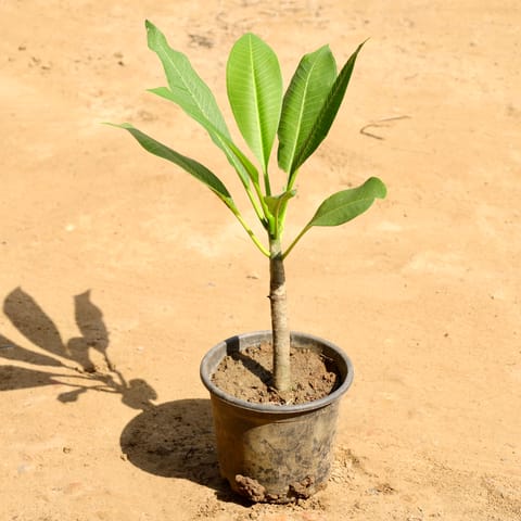 Champa (Any Colour) in 6 Inch Nursery Pot