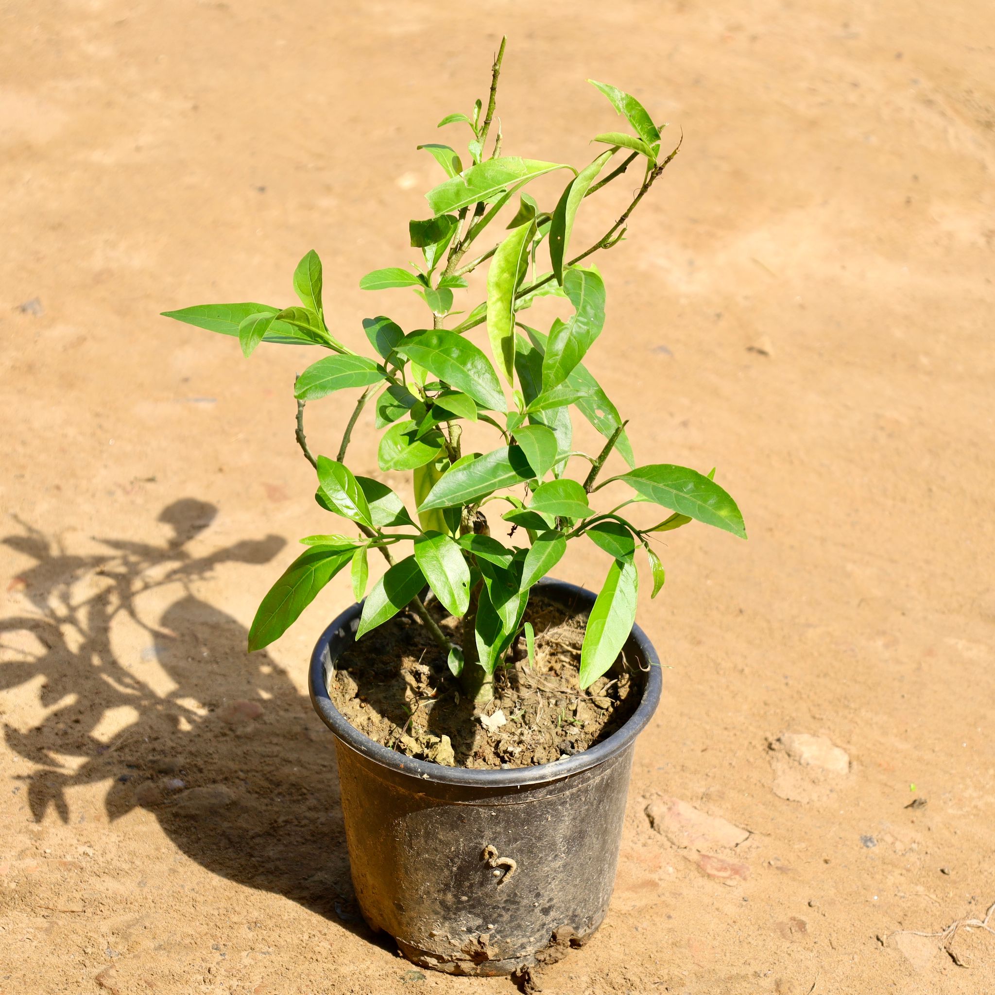 Chandni in 6 inch Nursery Pot