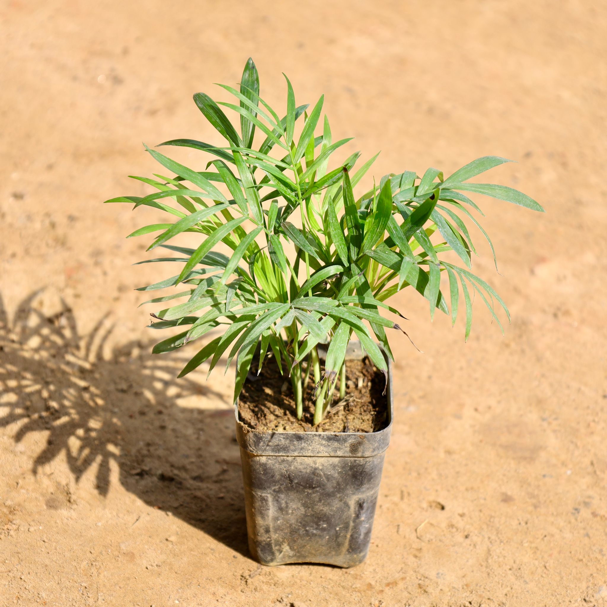 Chamaedorea Palm in 3 Inch Nursery Pot