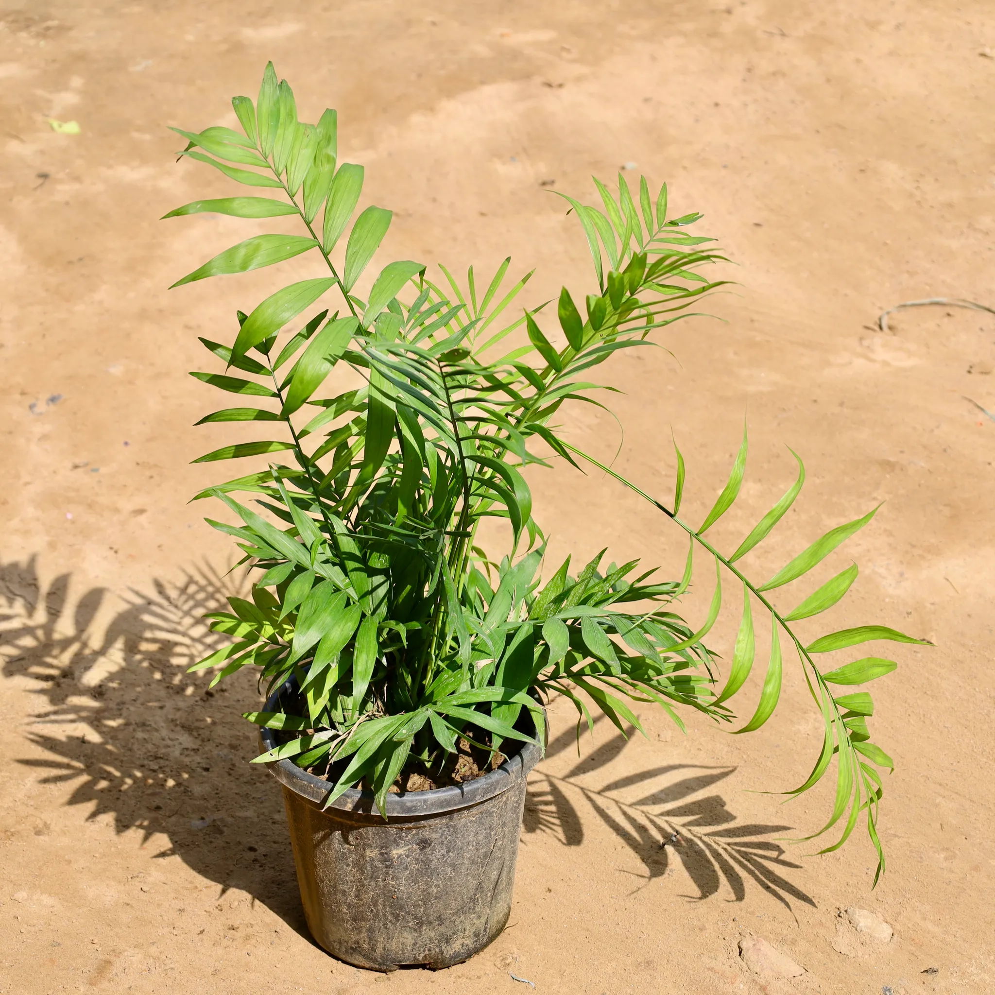 Chamaedorea Palm in 8 Inch Nursery Pot