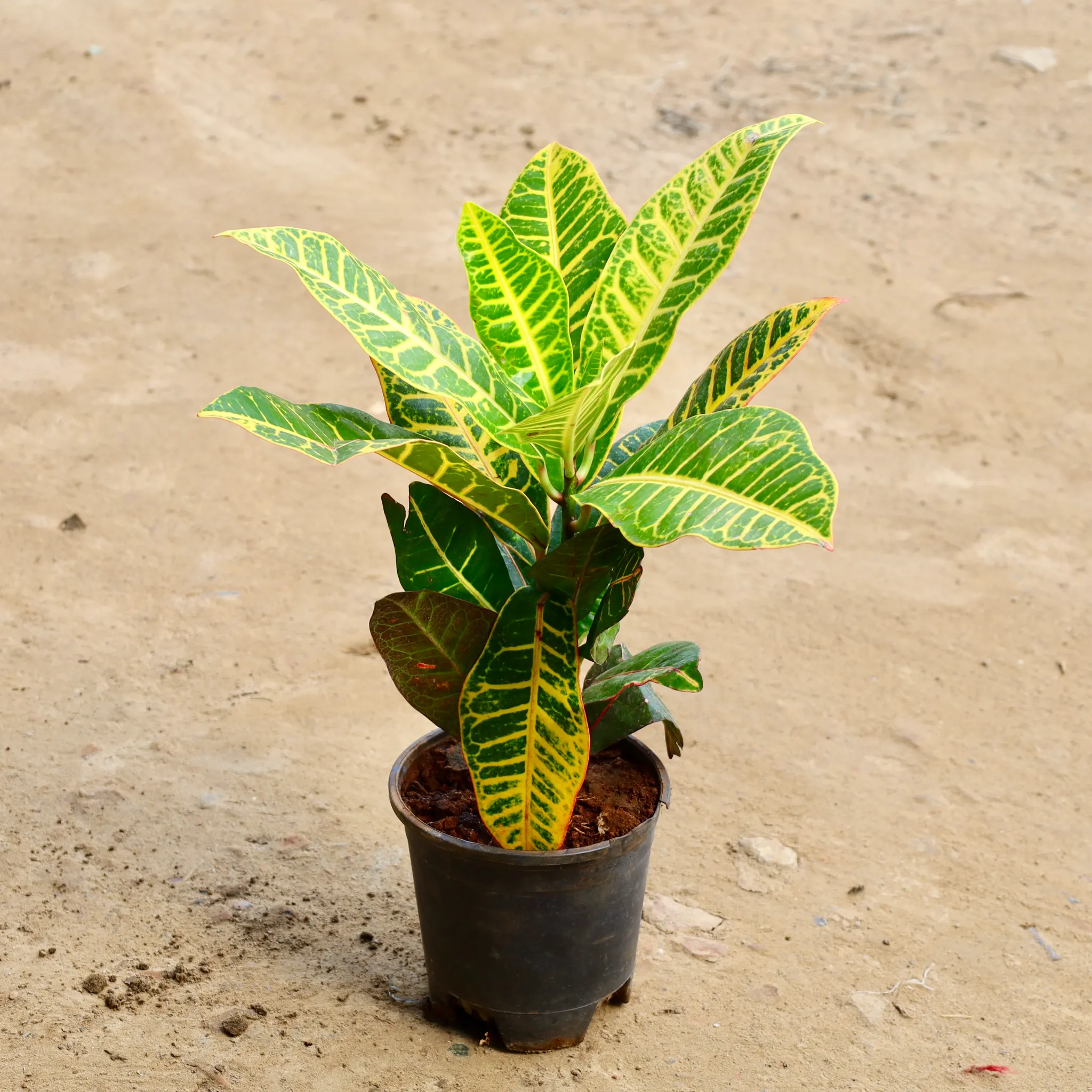 Croton Petra in 6 inch Nursery Pot