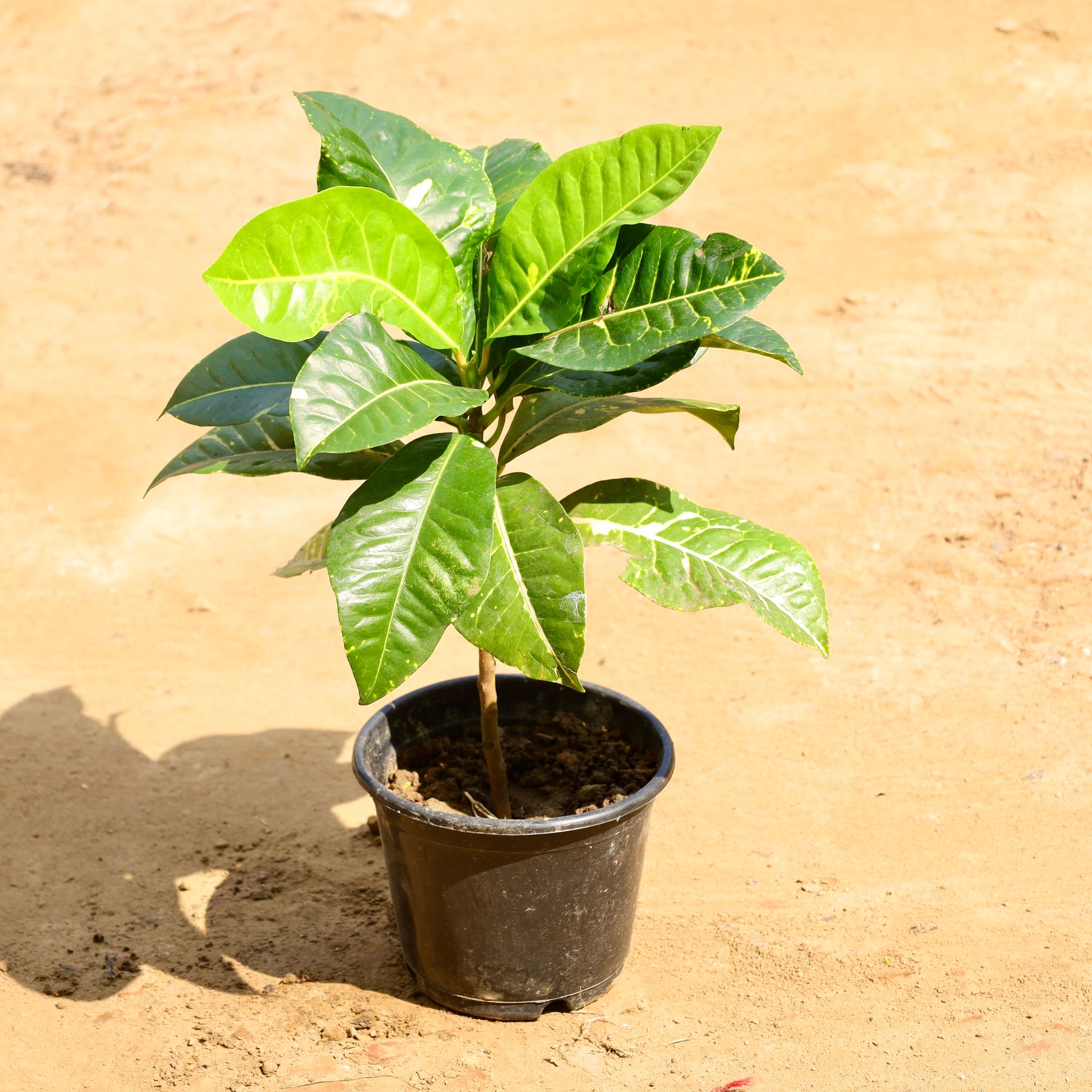 Croton petra in 6 inch Nursery Pot