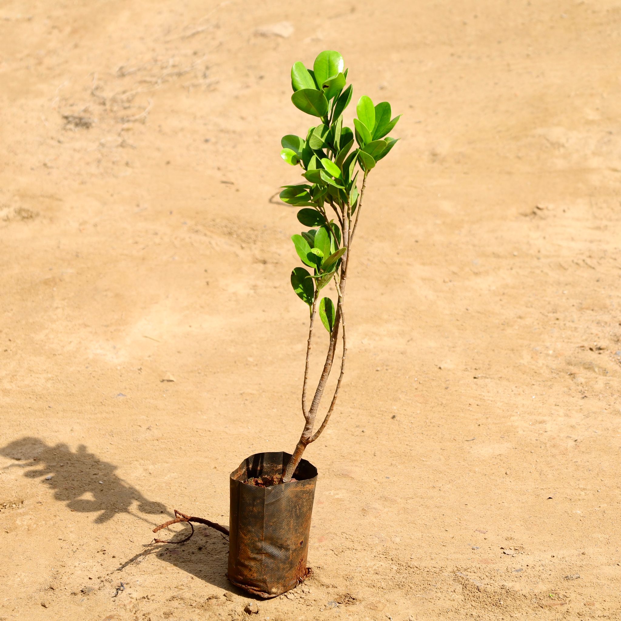 Ficus in 4 inch Nursery bag