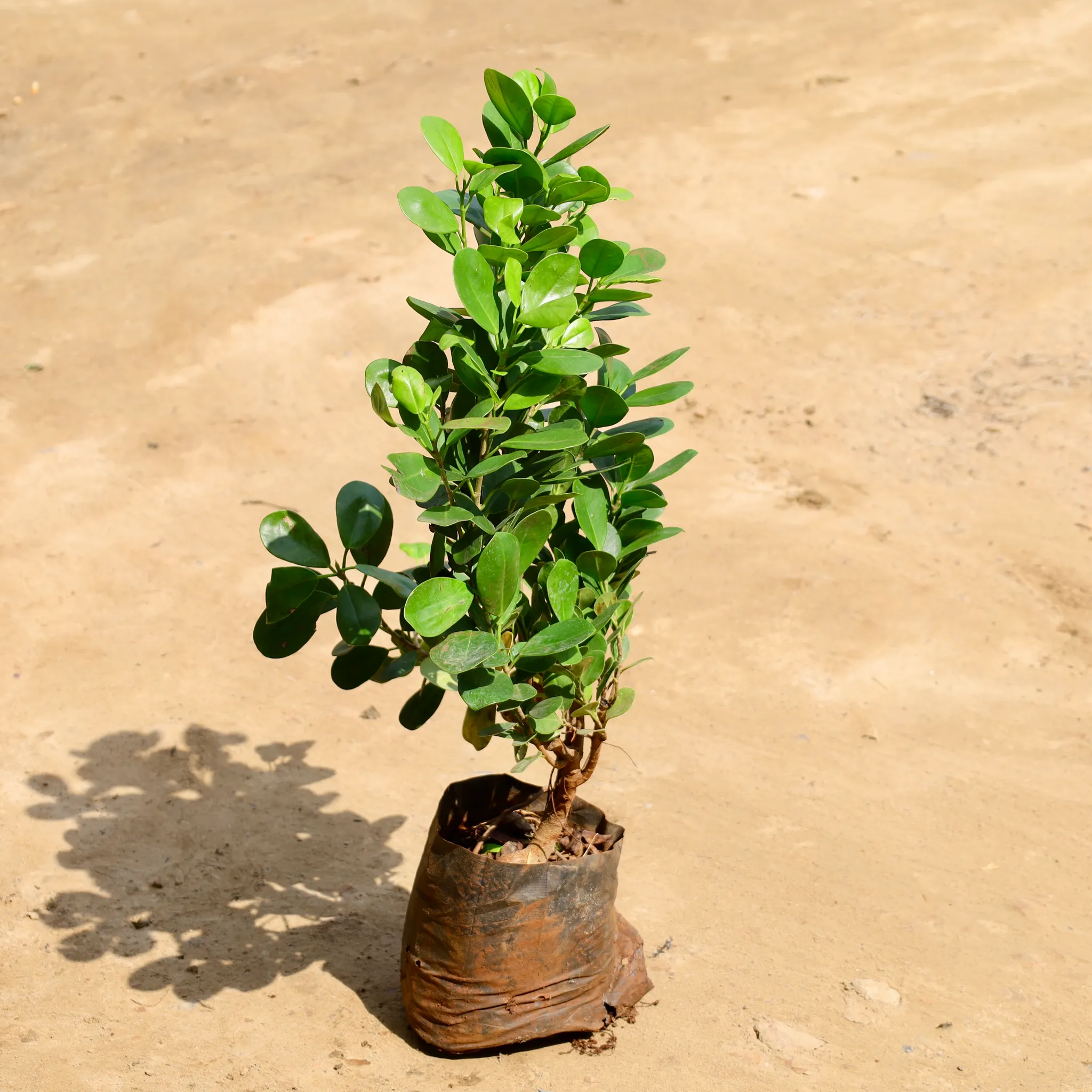 Ficus Long Island in 8 Inch Nursery Bag