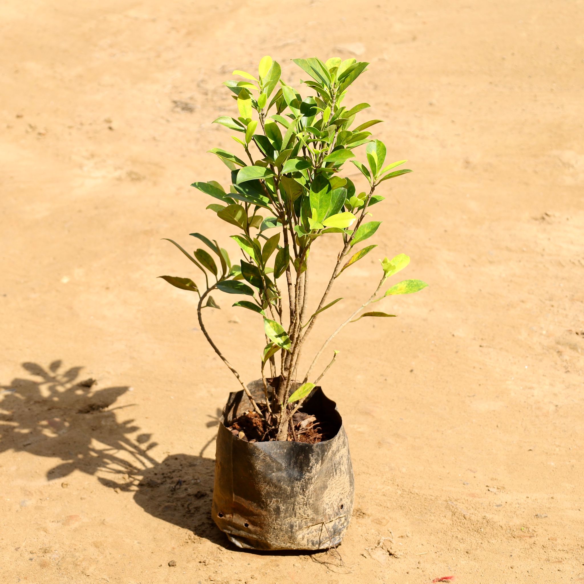 Ficus panda in 9 inch Nursery bag