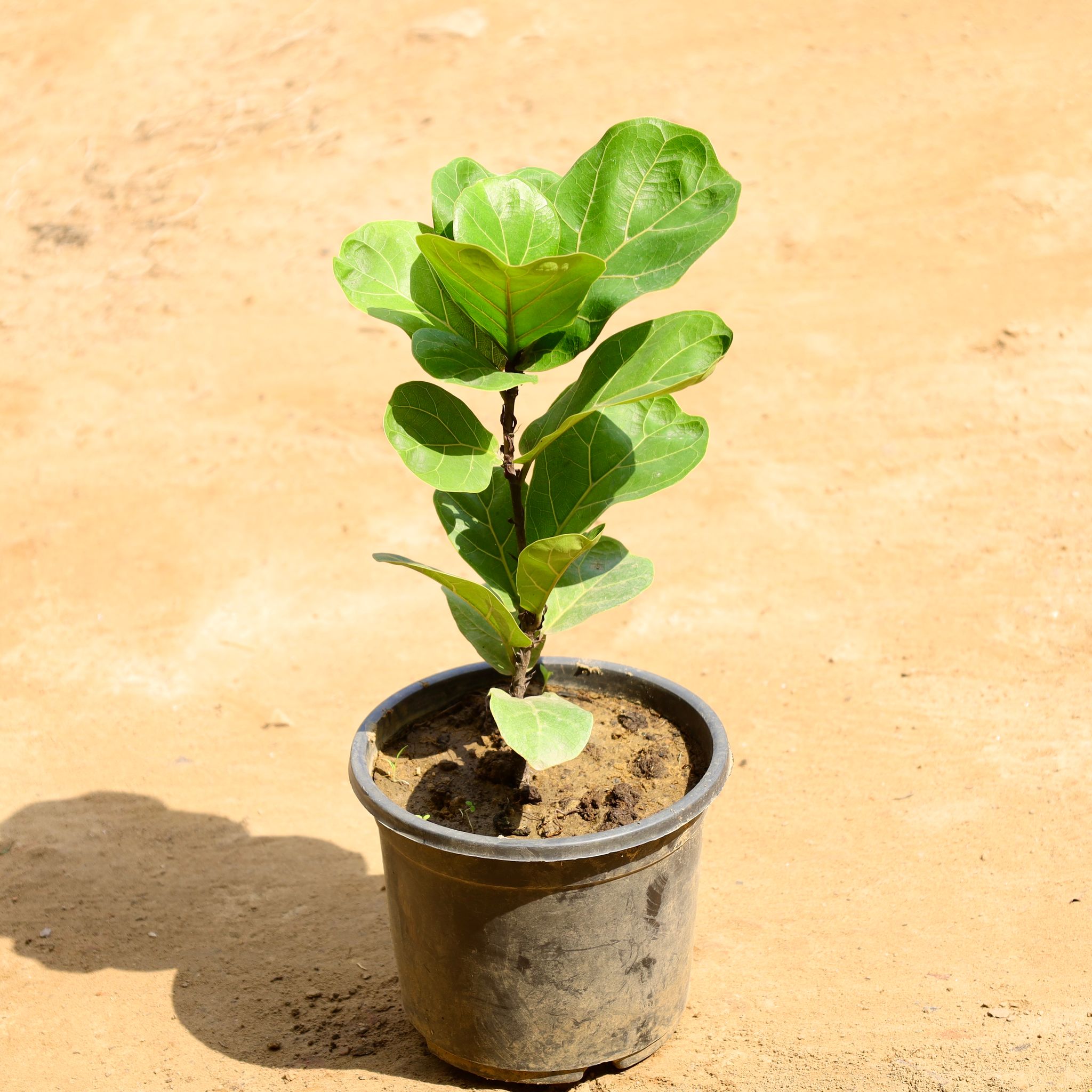 Fiddle Leaf Fig / Ficus Lyrata in 6 Inch Nursery Pot