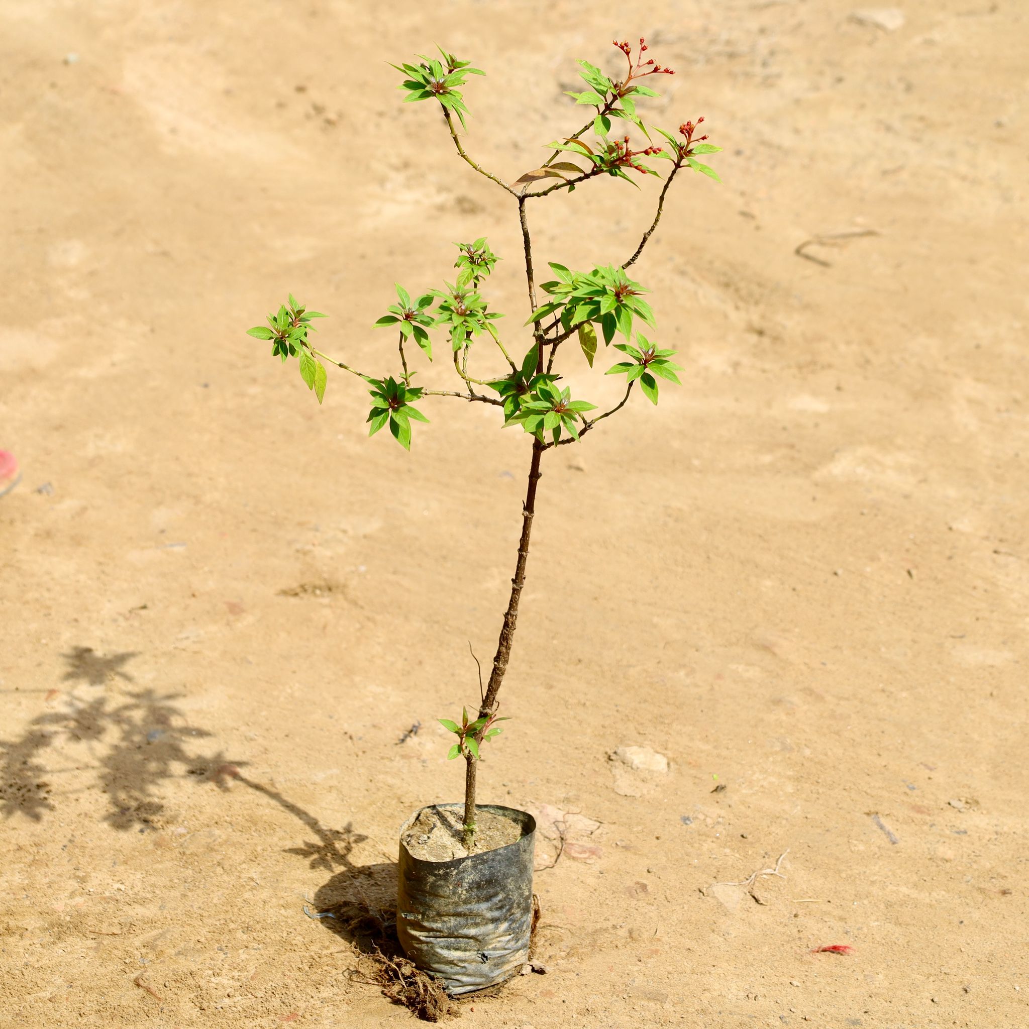 Hamelia (Any Colour) in 4 Inch Nursery Bag