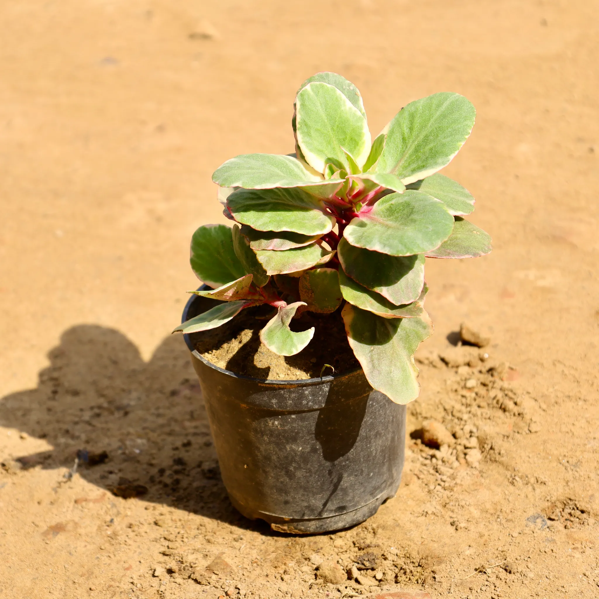 Kalanchoe (Any Colour) in 4 Inch Nursery Pot
