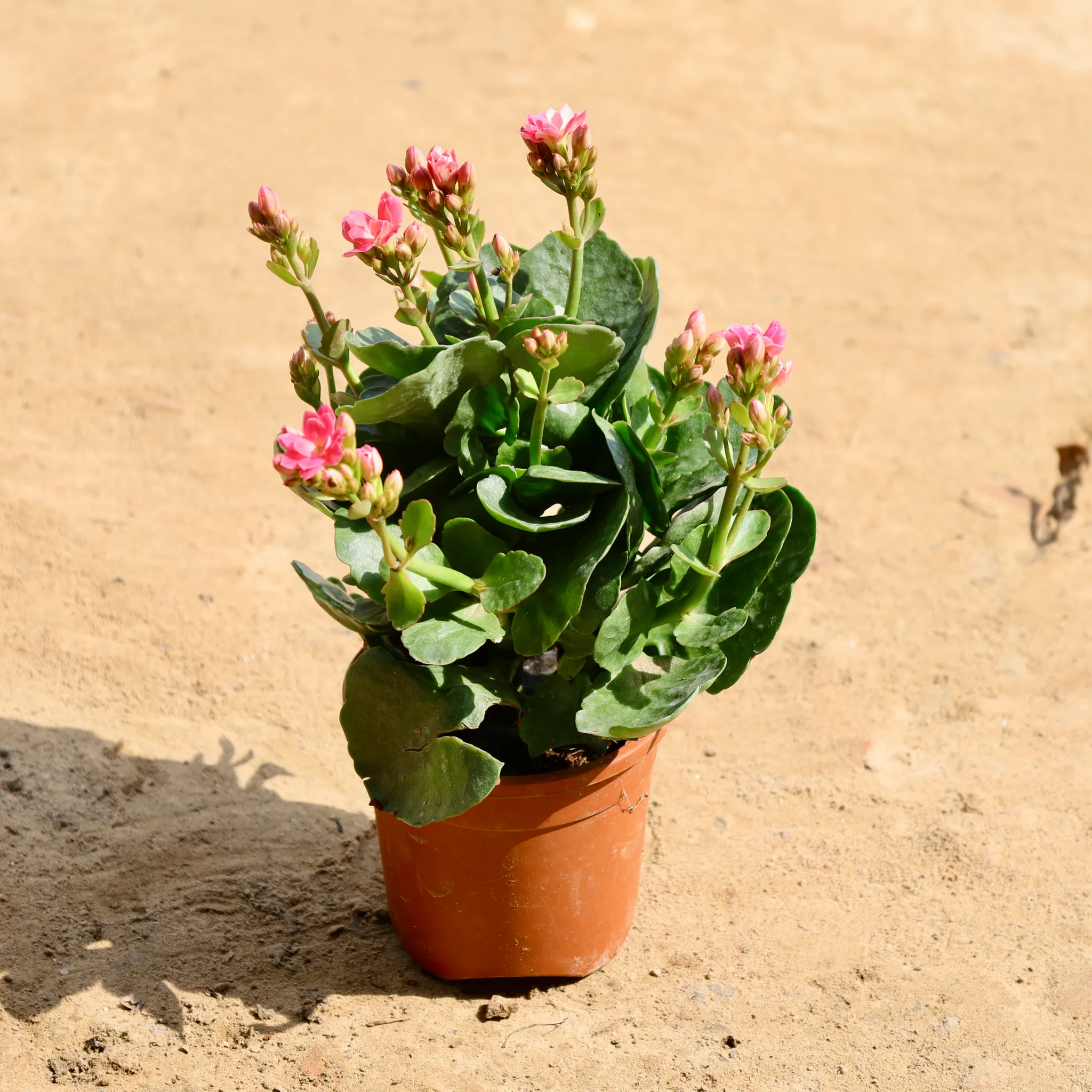 Kalanchoe (Any Colour) in 6 Inch Nursery Pot
