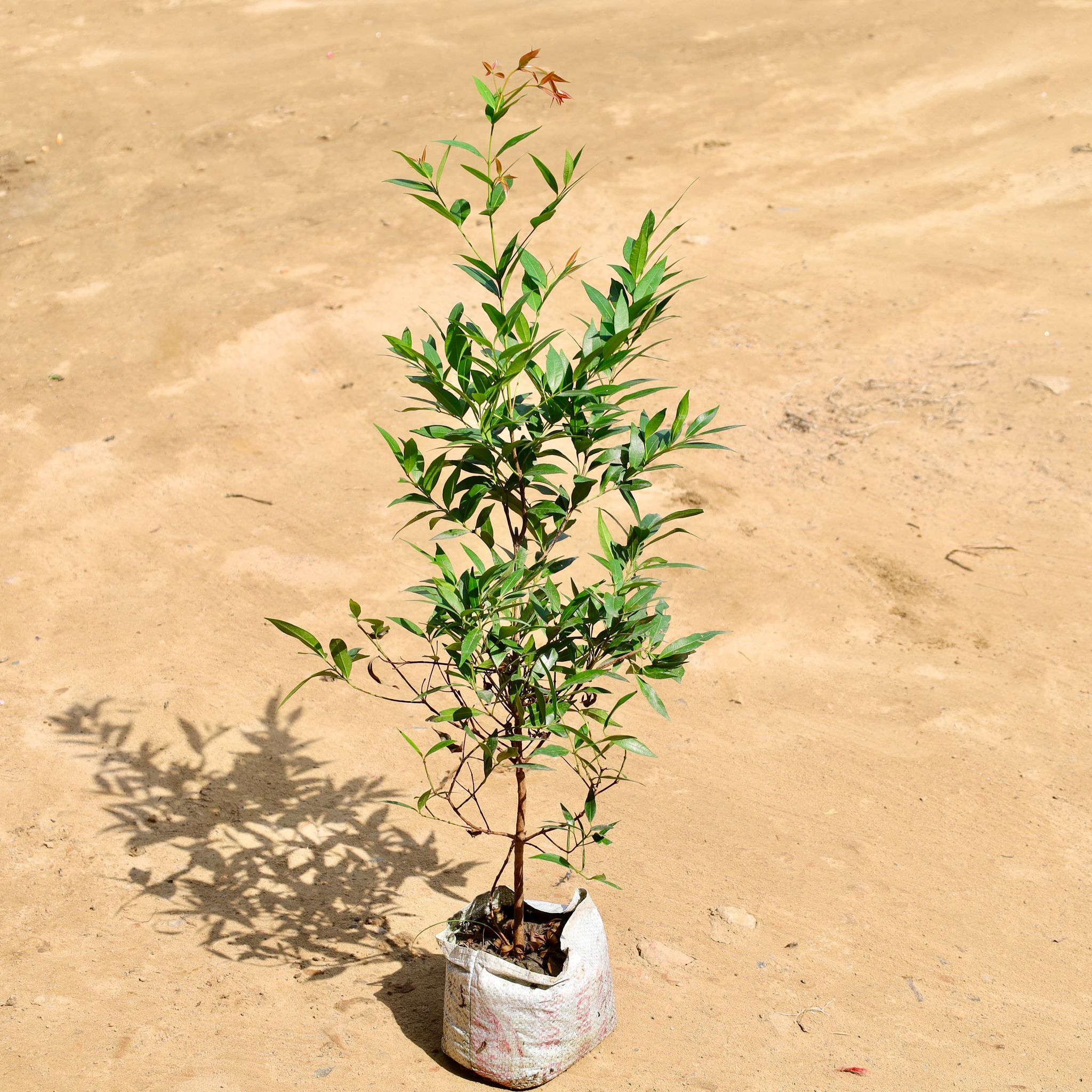 Ficus Krishna / Syzygium / Christina Ficus in 4 inch Nursery Bag
