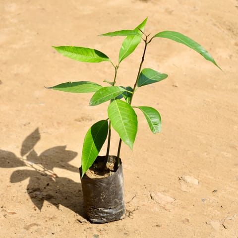 Mango in 4 Inch Nursery Bag
