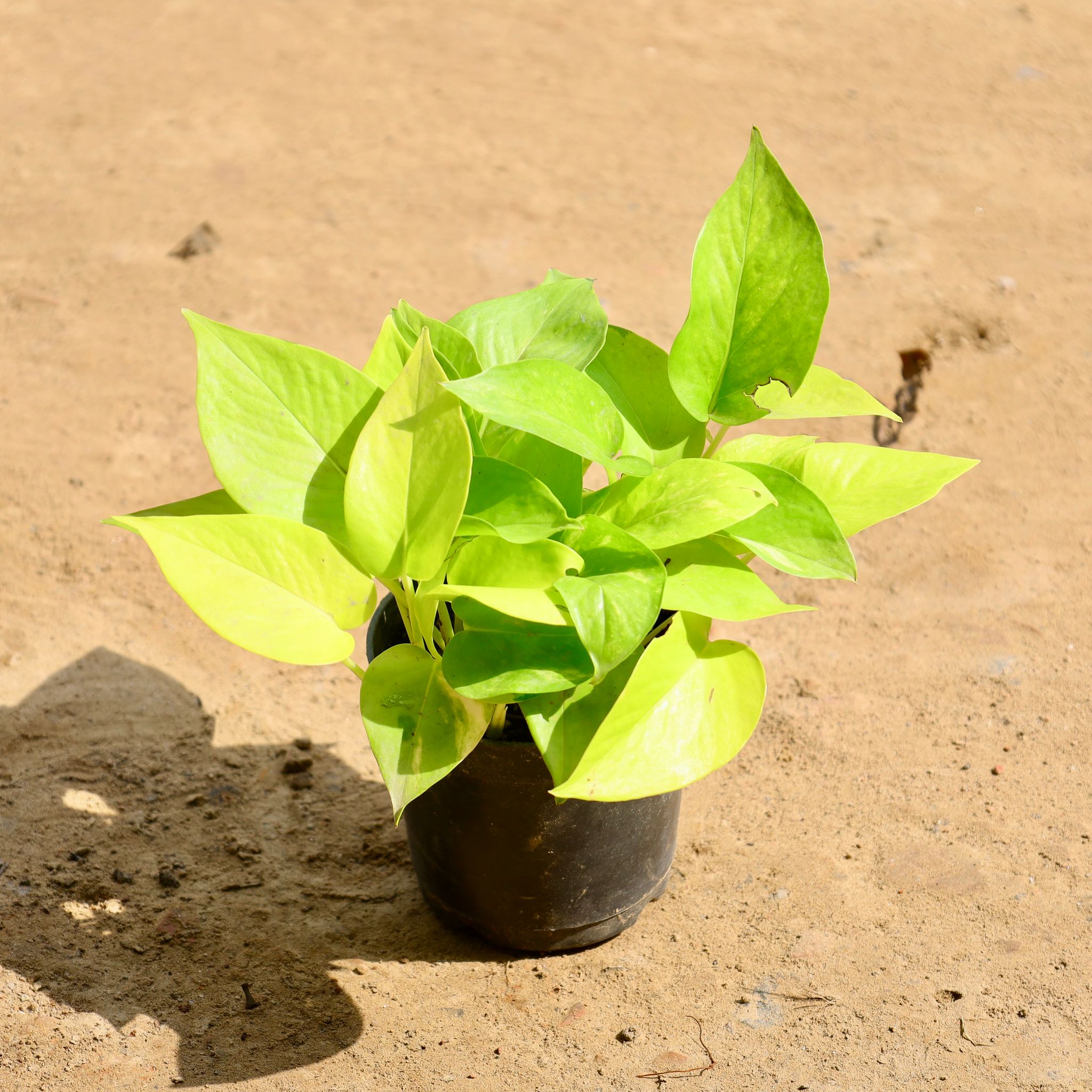 Money plant golden in 4 inch Nursery Pot
