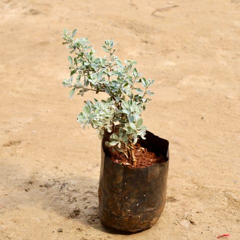 Nikotia in 4 inch Nursery bag