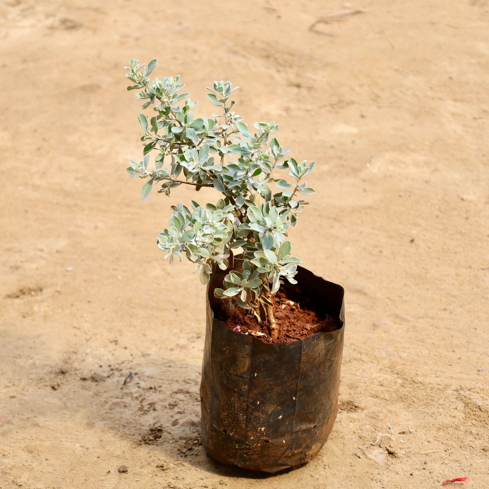 Nikotia in 4 inch Nursery bag