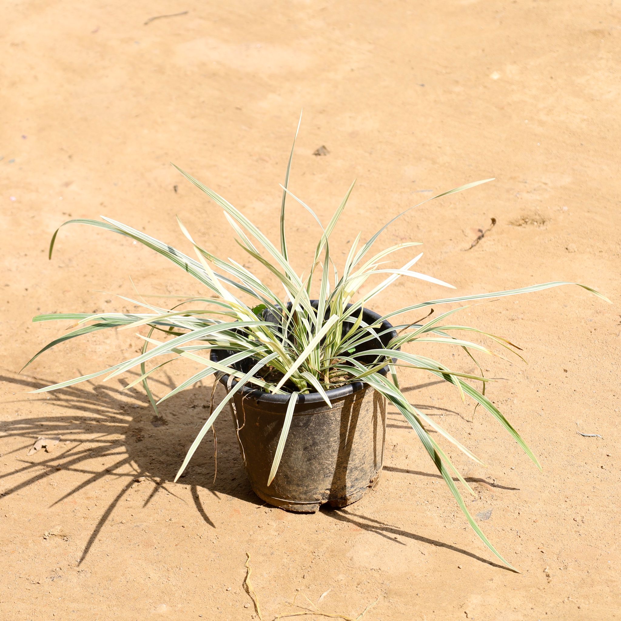Ophiopogon Japonicus in 6 Inch Nursery Pot