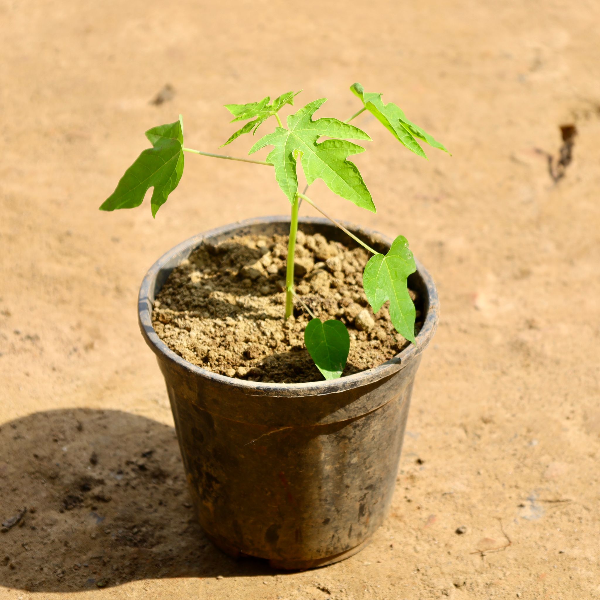 Papaya / Papita in 4 Inch Nursery Pot