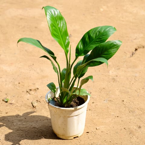 Peace Lily in 6 Inch Nursery Pot