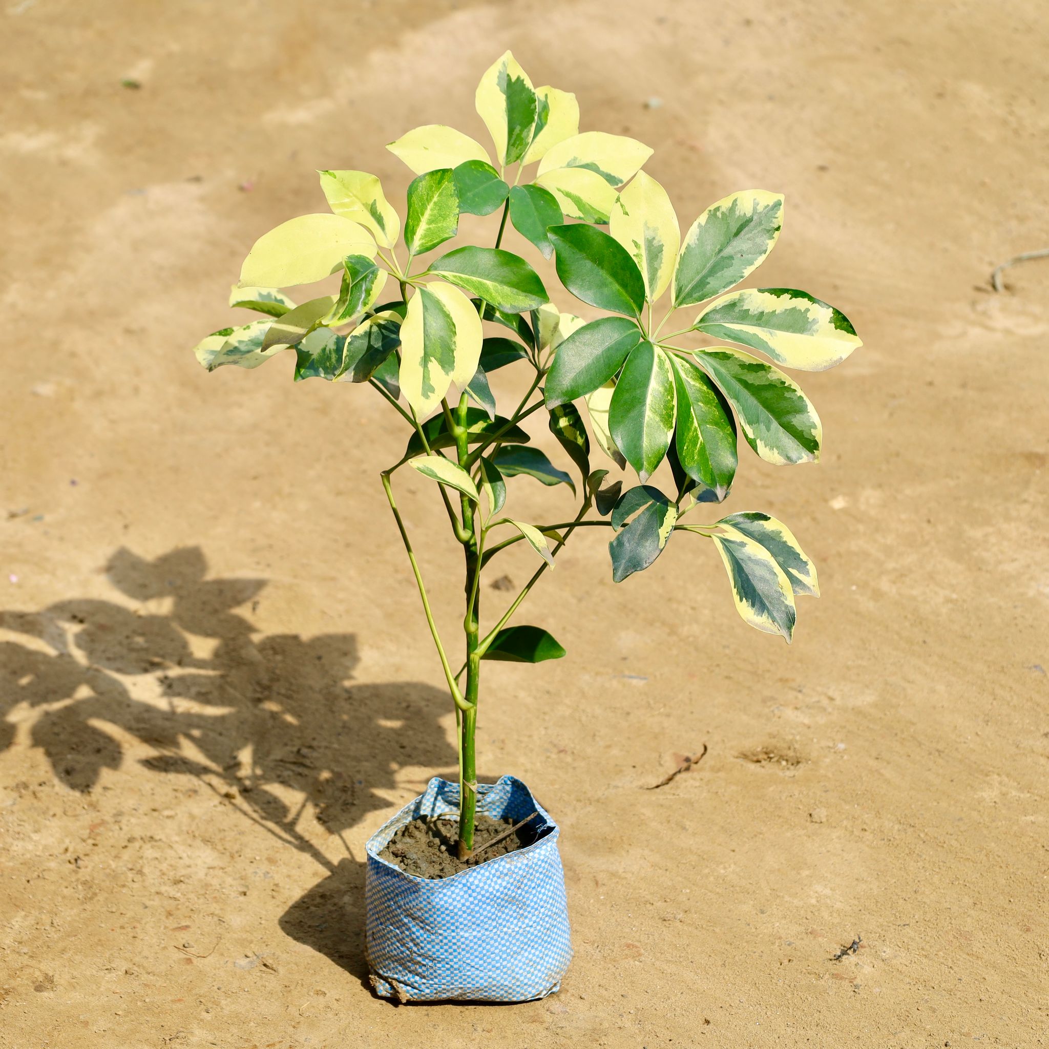 Schefflera in 4 inch Nursery bag