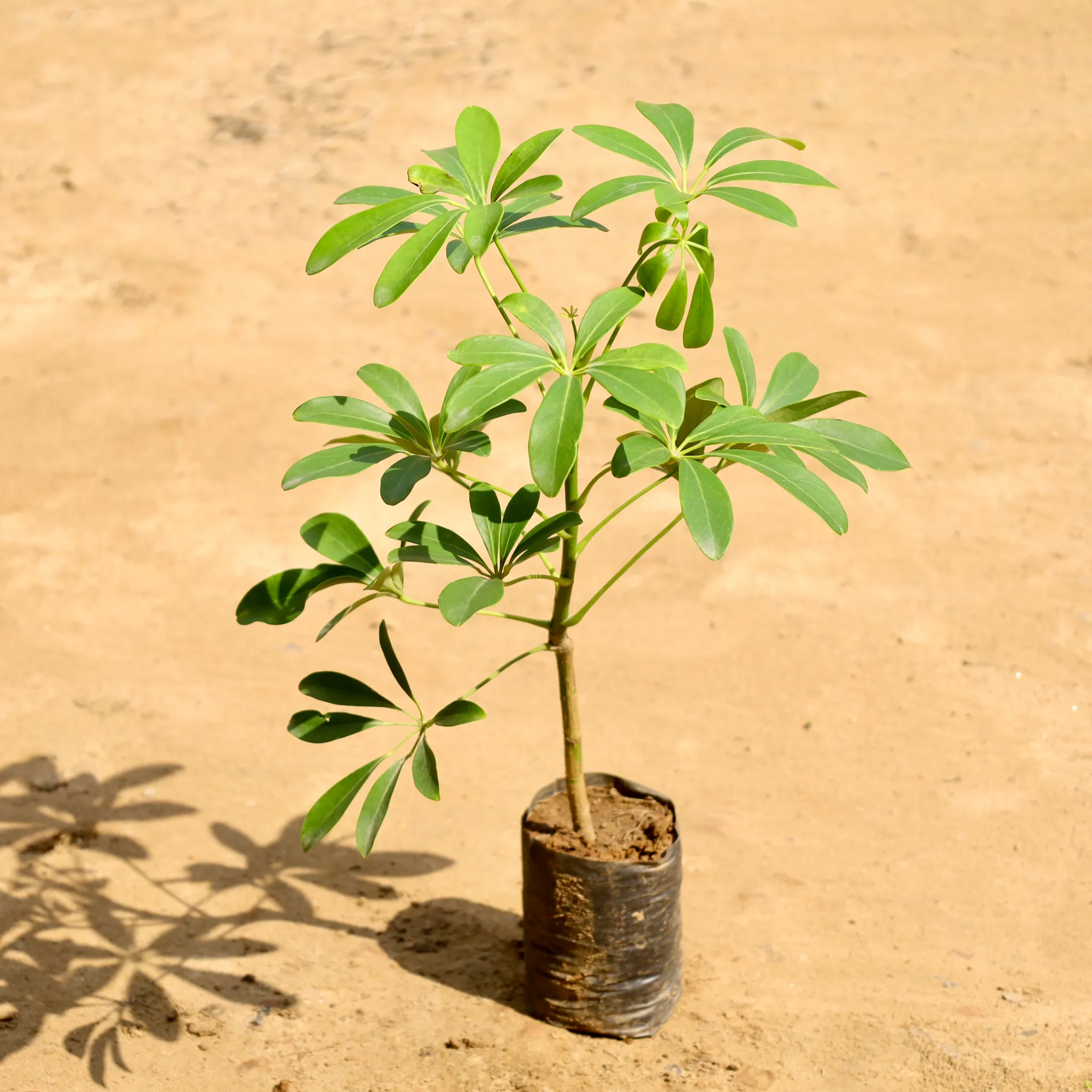 Schefflera Green in 4 Inch Nursery bag