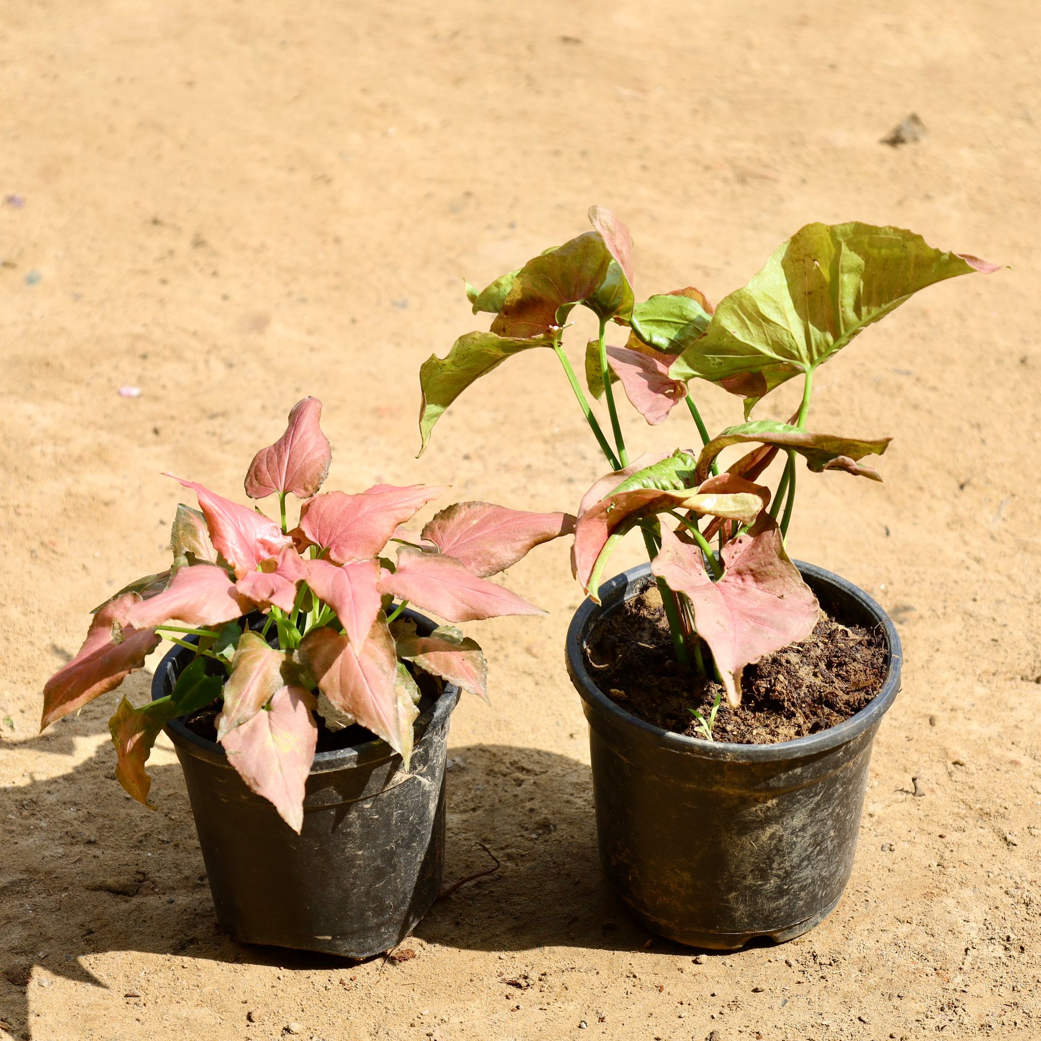 Set of 2 - Syngonium Pink in 4 inch Nursery Pot