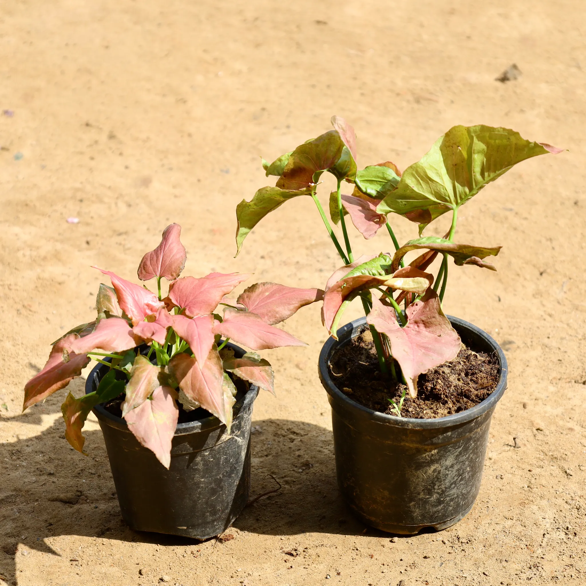 Set of 2 - Syngonium Pink in 4 inch Nursery Pot