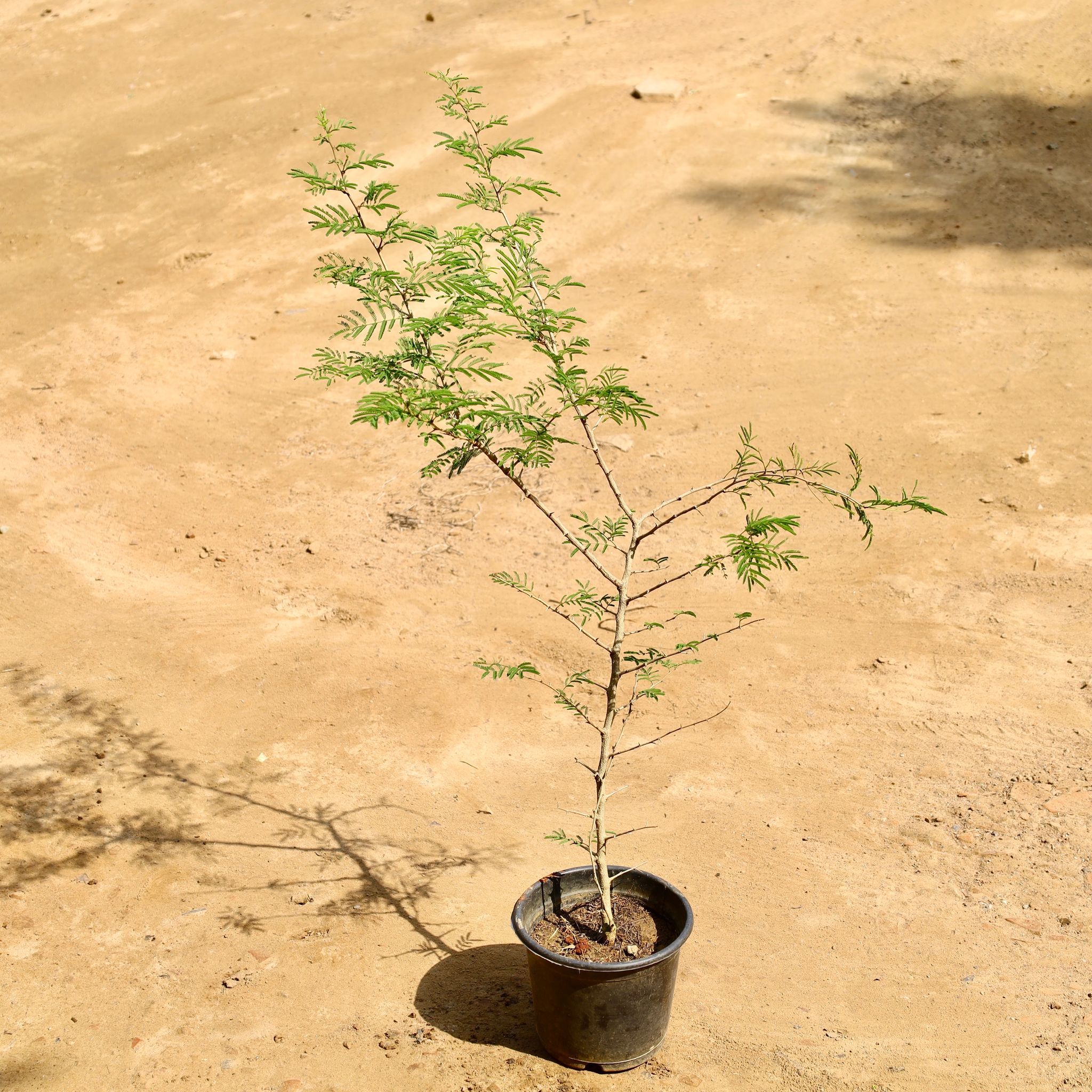 Shami Plant in 6 Inch Nursery Pot