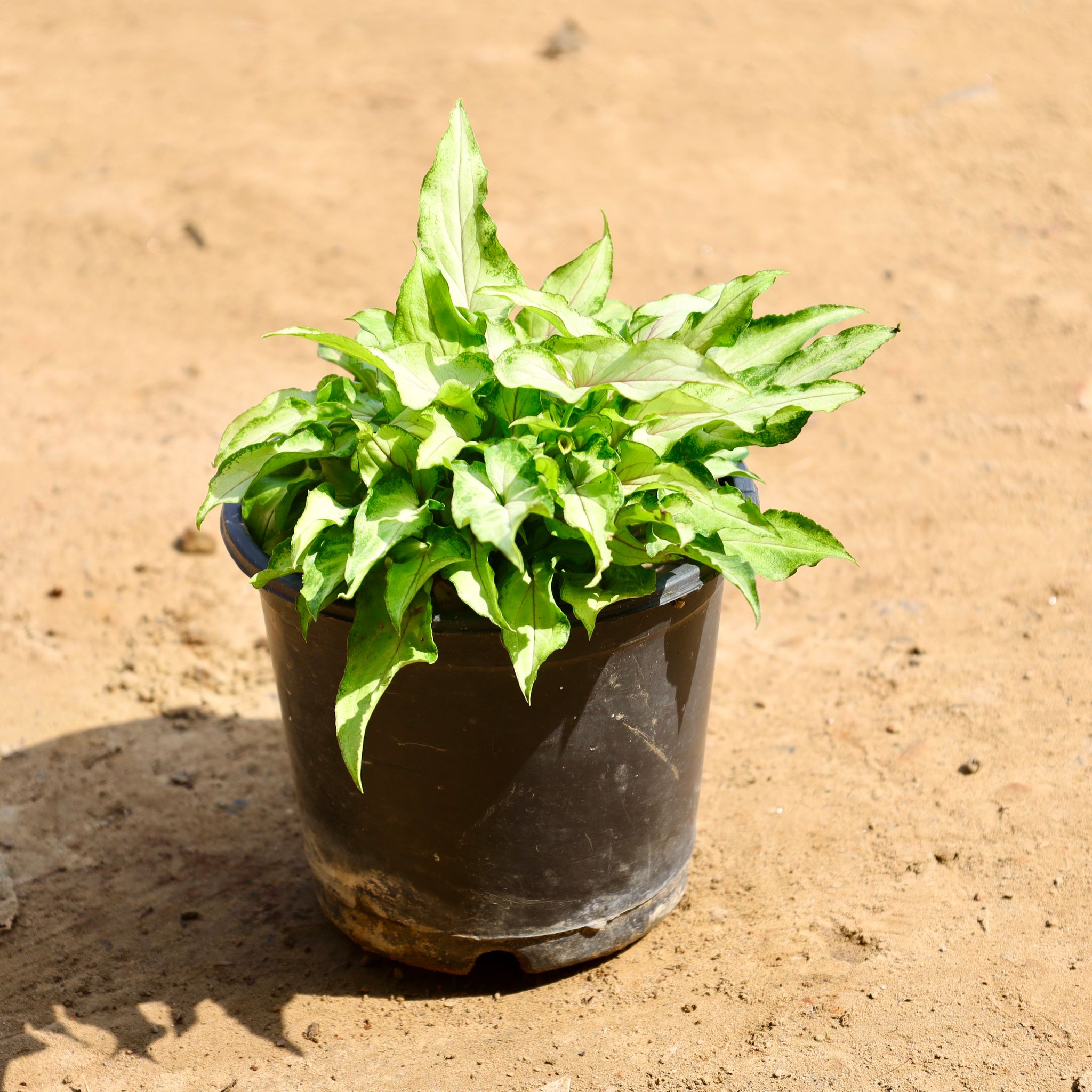 Syngonium dwarf in 6 inch Nursery Pot