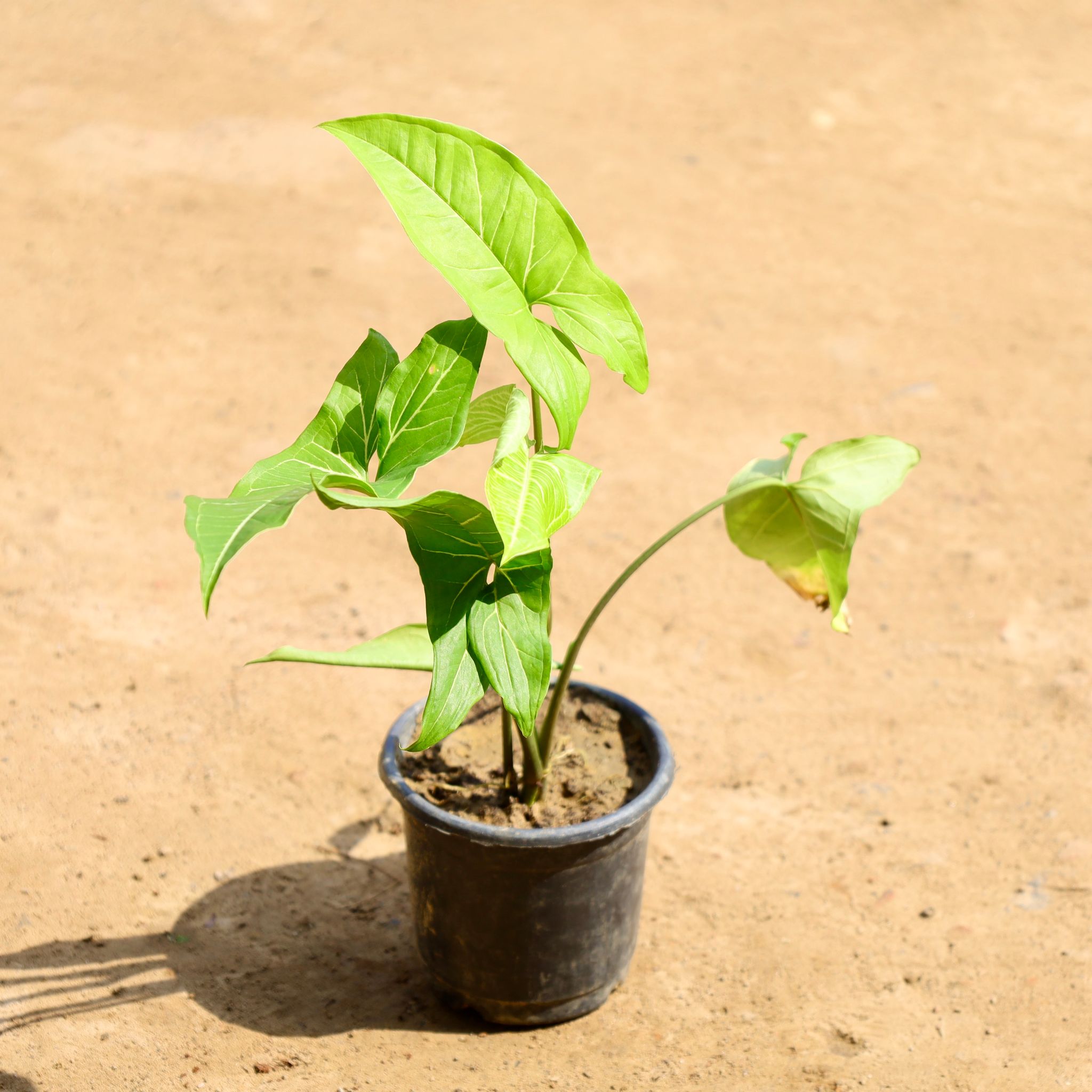 Syngonium Green in 4 inch Nursery Pot