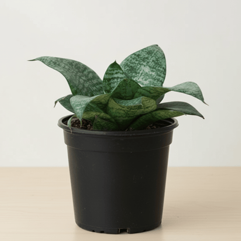 Snake Dwarf Green in 5 Inch Nursery Pot