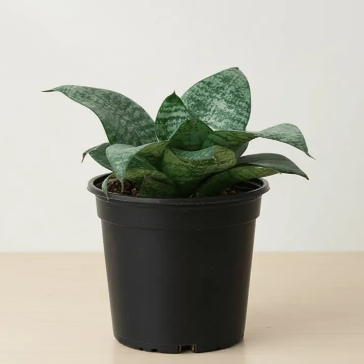 Snake Dwarf Green in 5 Inch Nursery Pot