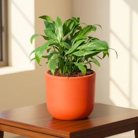 Peace Lily in 4 inch Aaroh Maati Pot - Modern Curved Handcrafted Appeal