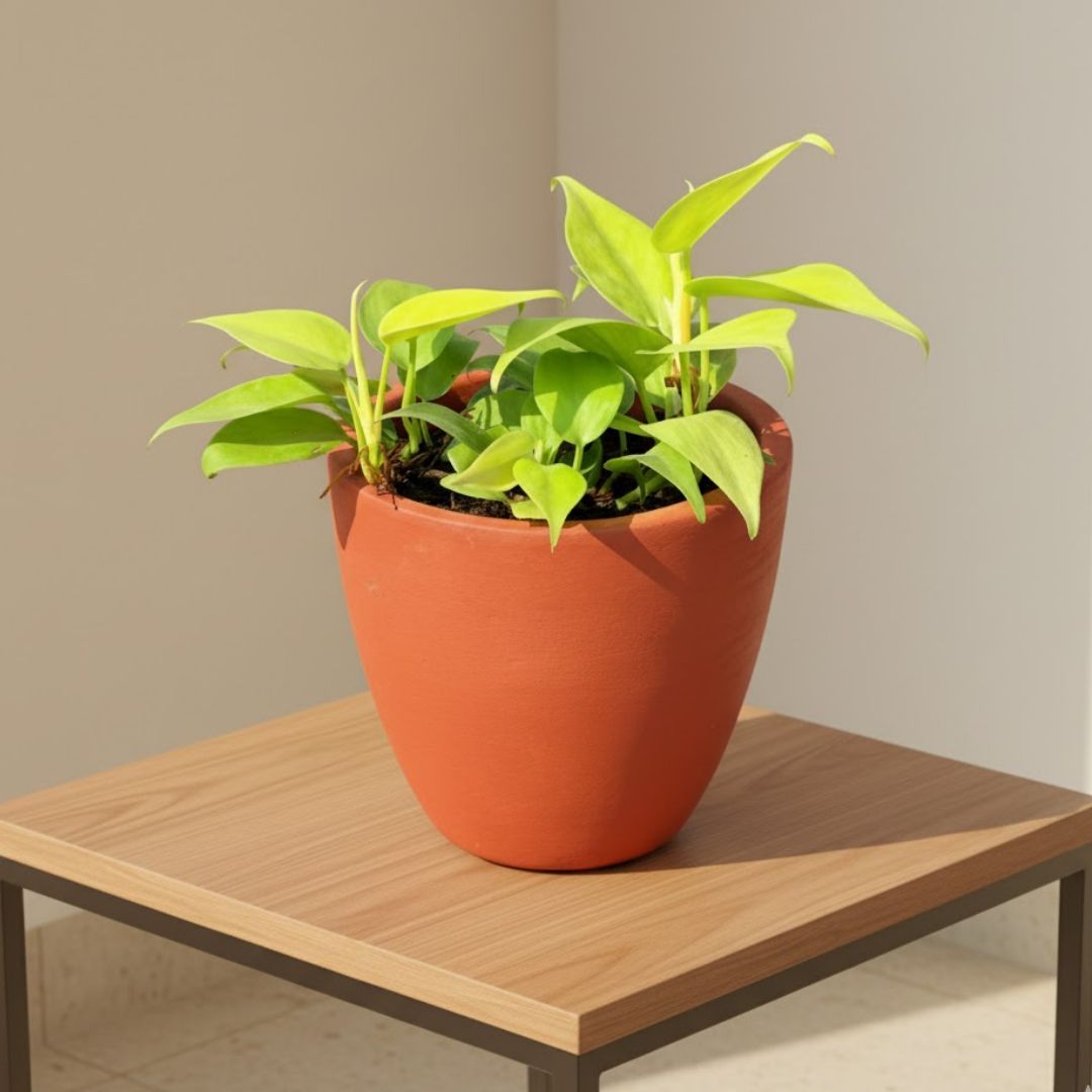 Oxycardium Vareigated in 4 inch Shilp Maati Pot - Chic Small Pot for Decor Corners