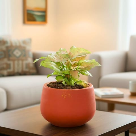 Syngonium Candyfloss in 4 inch Bhoomi Maati Pot - Wide-Mouth Rustic Matte Beauty