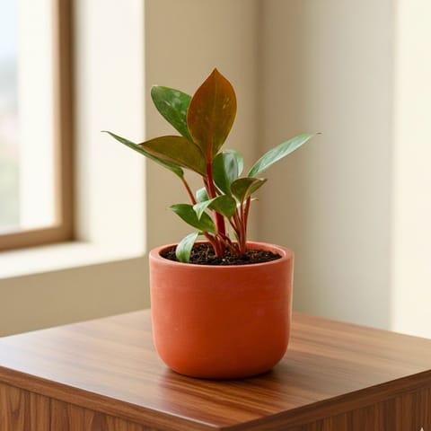 Philodendron Red in 4 inch Aaroh Maati Pot - Modern Curved Handcrafted Appeal