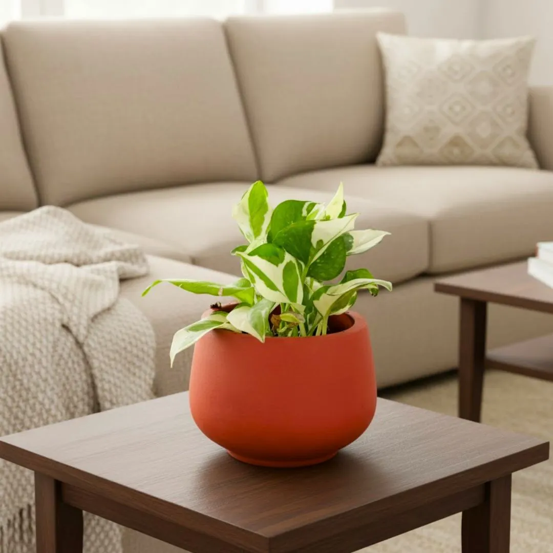 Money Plant N'joy in 4 inch Bhoomi Maati Pot - Wide-Mouth Rustic Matte Beauty