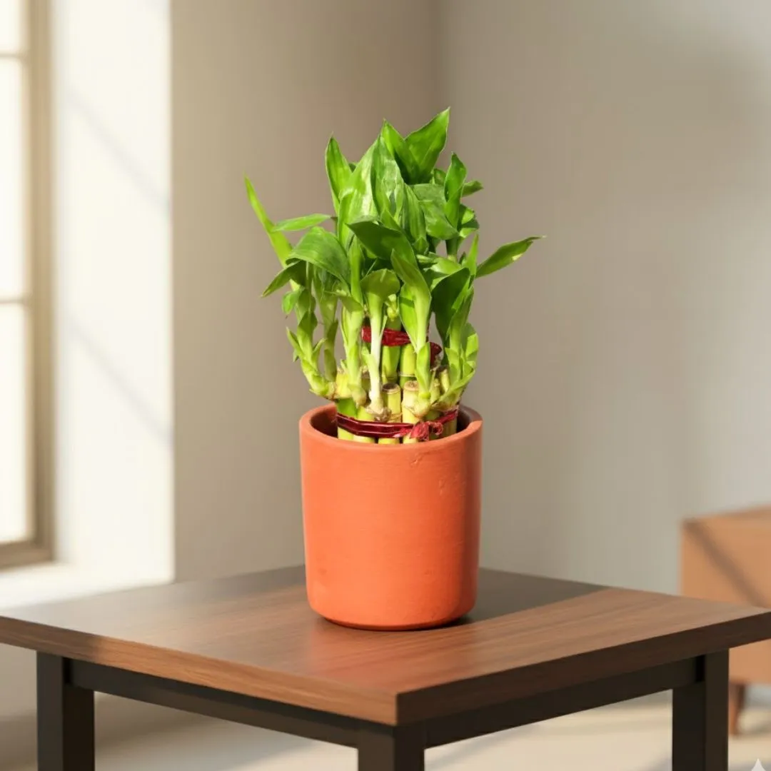 Gift Ready - Bamboo in 4 inch Shilp Maati Pot - Chic Small Pot for Decor Corners