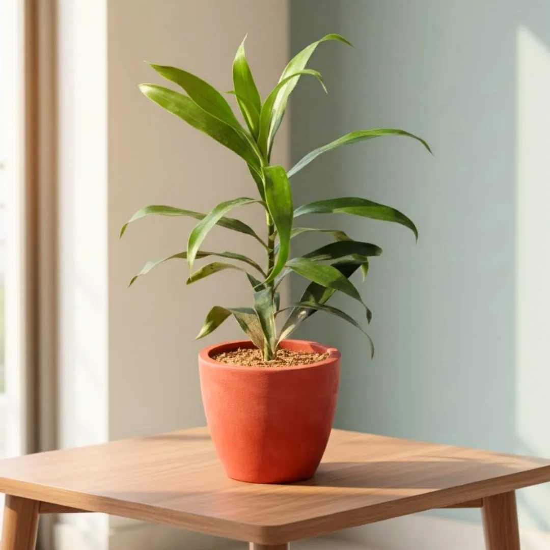 Gift Ready - Dracaena Green in 4 inch Shilp Maati Pot - Chic Small Pot for Decor Corners