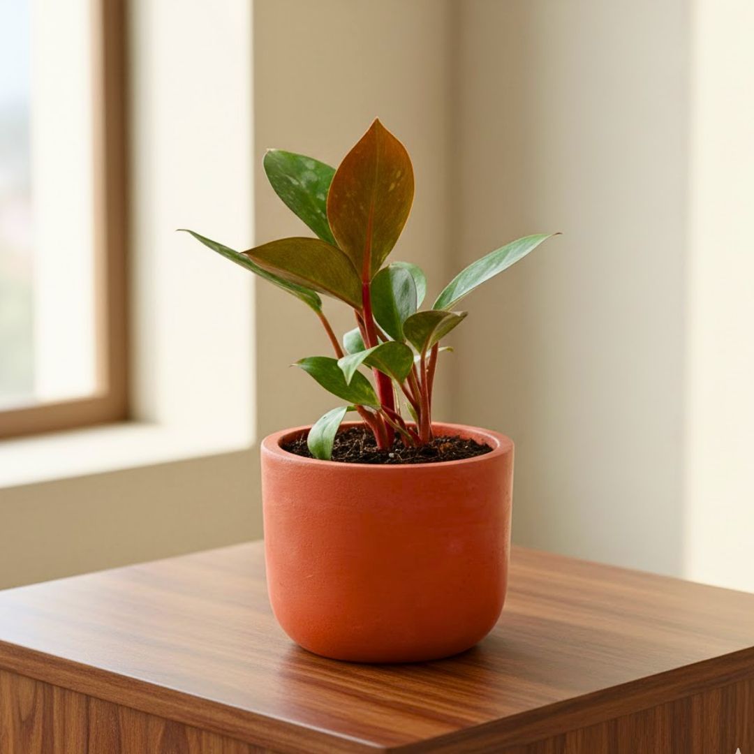Gift Ready - Philodendron Red in 4 inch Aaroh Maati Pot - Modern Curved Handcrafted Appeal