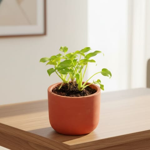 Gift Ready - Xanadu Golden in 4 inch Aaroh Maati Pot - Modern Curved Handcrafted Appeal - comes in a beautiful gifting bag