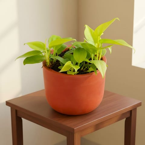 Gift Ready - Oxycardium Golden in 4 inch Aaroh Maati Pot - Modern Curved Handcrafted Appeal - comes in a beautiful gifting bag