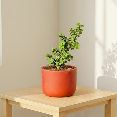 Gift Ready - Jade in 4 inch Aaroh Maati Pot - Modern Curved Handcrafted Appeal - comes in a beautiful gifting bag