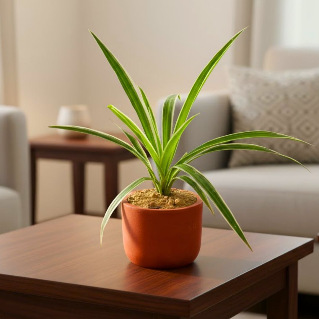 Gift Ready - Spider in 4 inch Aaroh Maati Pot - Modern Curved Handcrafted Appeal - comes in a beautiful gifting bag
